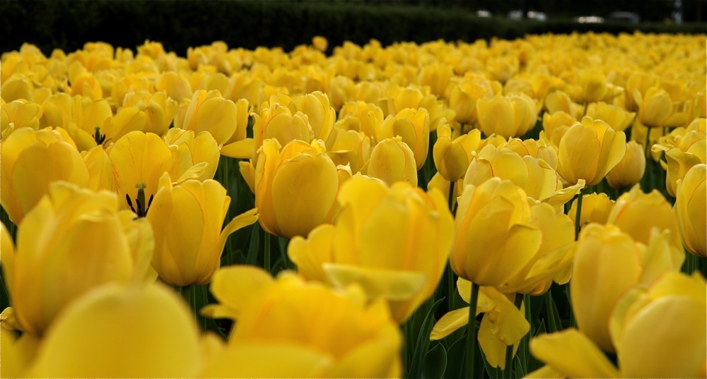 Whitehouse Tulips